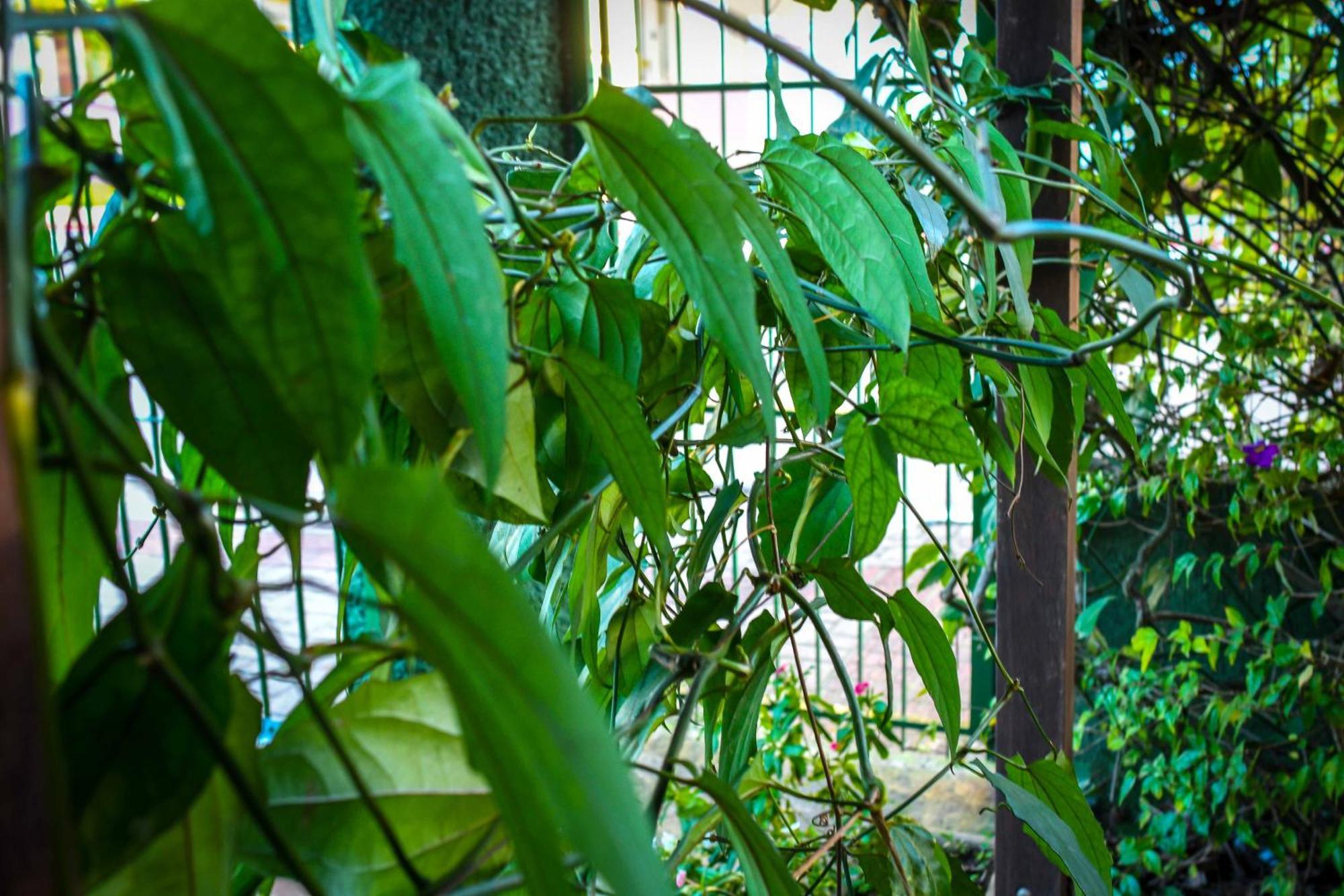 Pousada Natureza Florianopolis Ngoại thất bức ảnh
